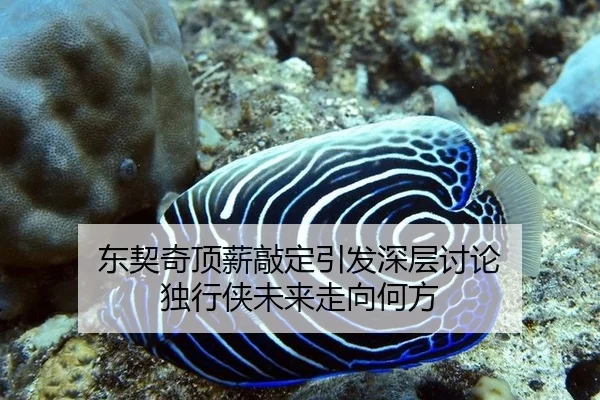 东契奇顶薪敲定引发深层讨论 独行侠未来走向何方